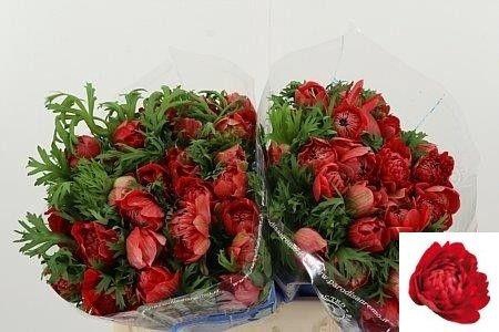 <h4>Anem Co Levan Rosso</h4>