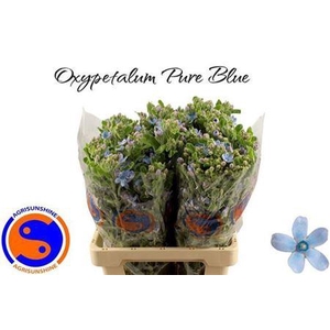 Oxy Co Tan Pure Blu