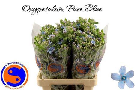 <h4>Oxy Co Tan Pure Blu</h4>