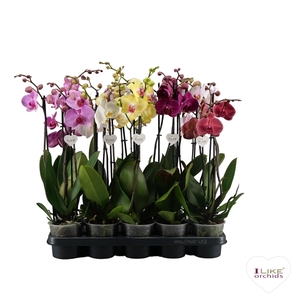 Phalaenopsis mix - 2 tak 60cm (Just Plants)