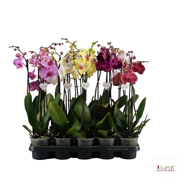 <h4>Phalaenopsis mix - 2 tak 60cm (Just Plants)</h4>