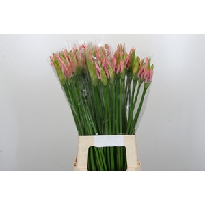 Nerine Vesta K