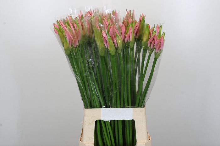 <h4>Nerine Vesta K</h4>