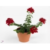 VERBE EMP DARK RED
