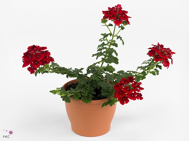 VERBE EMP DARK RED