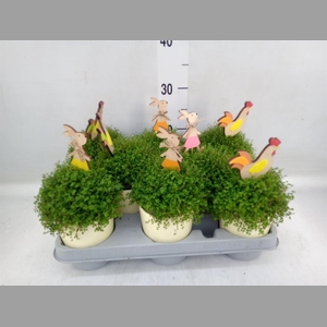 Soleirolia soleirolii   ...green