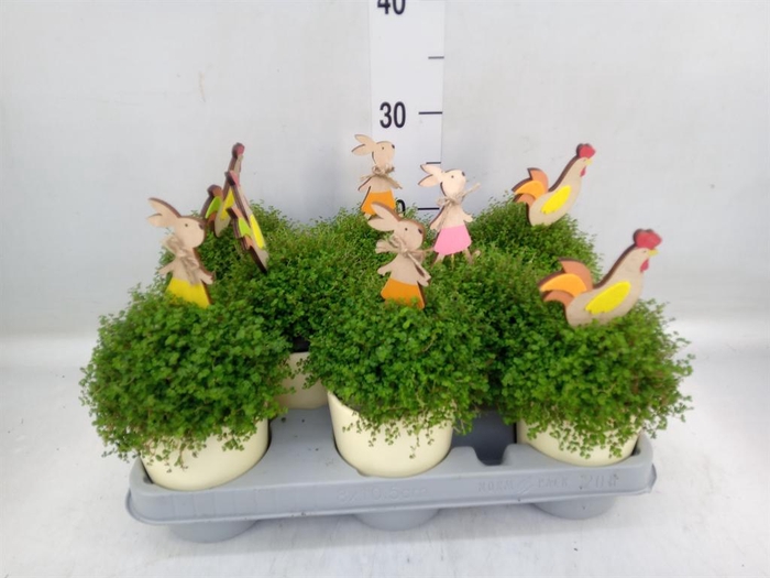 <h4>Soleirolia soleirolii   ...green</h4>