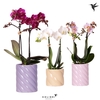 Phalaenopsis Multifloratypes overig