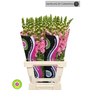 ANTIR POTO EARL PINK