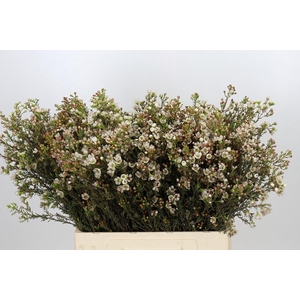 Chamelaucium uncinatum 'Ziv'