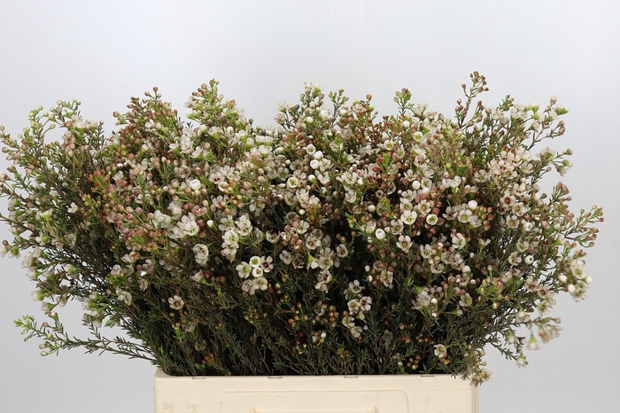 <h4>Chamelaucium uncinatum 'Ziv'</h4>