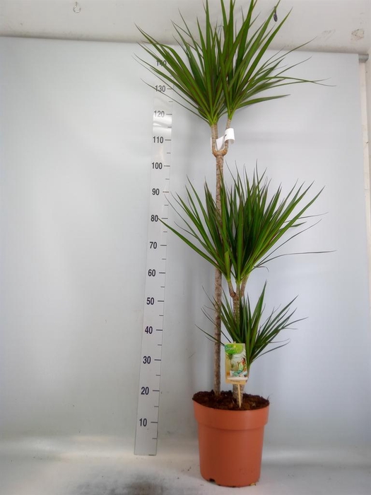 <h4>Dracaena marg.</h4>