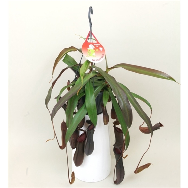 <h4>Nepenthes 'Rebecca'</h4>