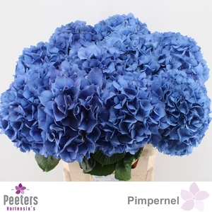 HYDR M CH PIMPERNEL