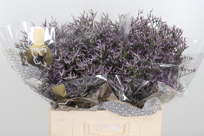 <h4>Limon Safora Lilac</h4>