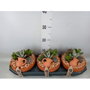 Arr.  Succulents L%