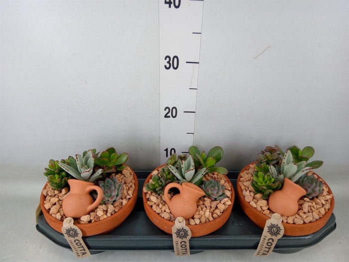 <h4>Arr.  Succulents L%</h4>
