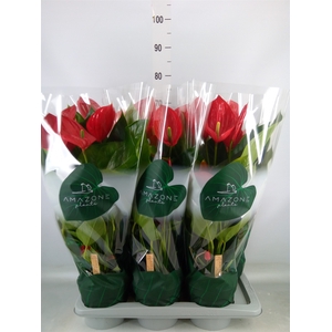 Anthurium andr. 'Melodia'