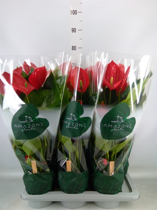 <h4>Anthurium andr. 'Melodia'</h4>