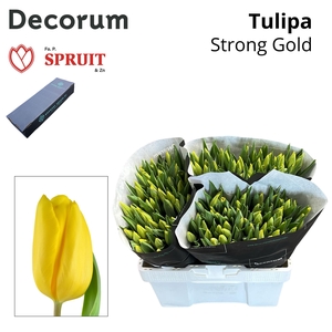 TU EN STRONG GOLD L Box