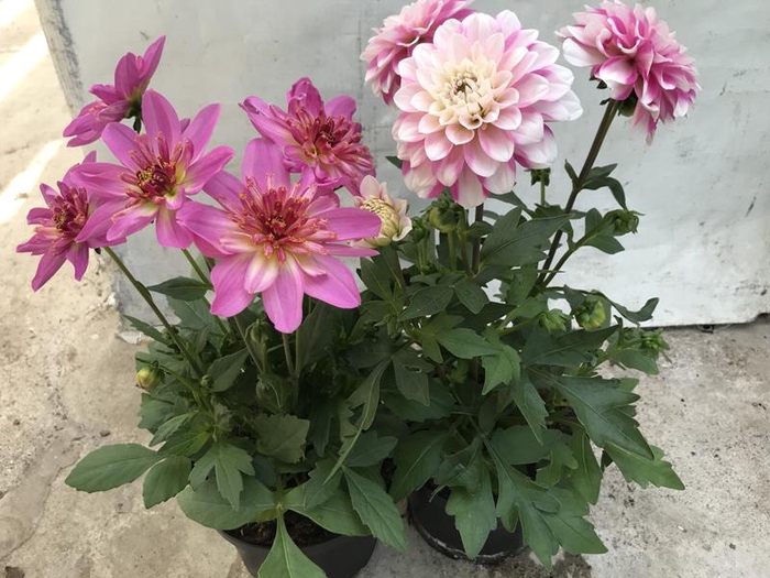 <h4>DAHLIA-HYBRID p17</h4>