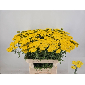 Achillea Moonshine
