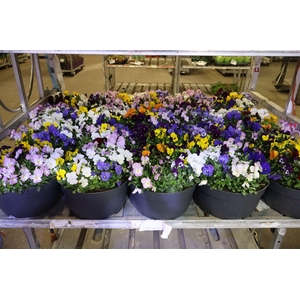 Vio Co Gem In Pot Div Kleuren