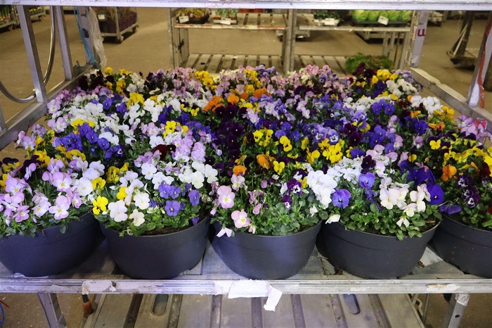 <h4>Vio Co Gem In Pot Div Kleuren</h4>