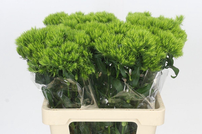 <h4>Dianthus Br Kiwi Mellow</h4>