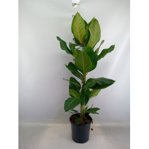 Ficus benghalensis 'Joy'