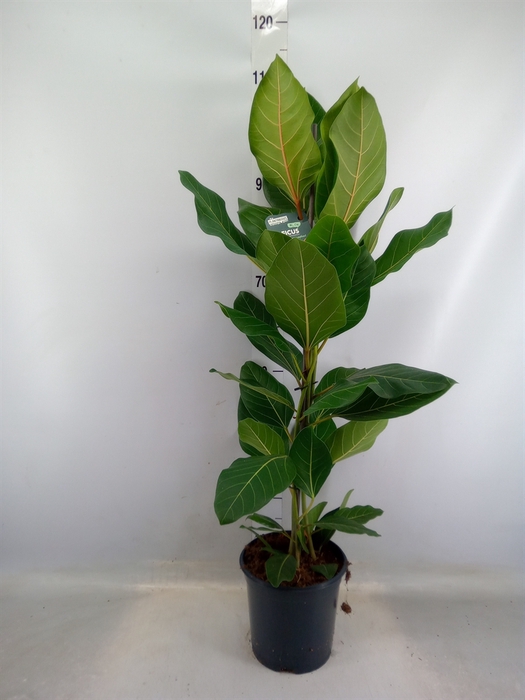 <h4>Ficus benghalensis 'Joy'</h4>