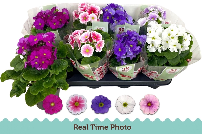 <h4>PRIM OB TM GEM</h4>