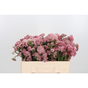 Ozoth Cooks Dark Pink
