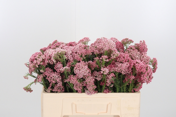 <h4>Ozoth Cooks Dark Pink</h4>