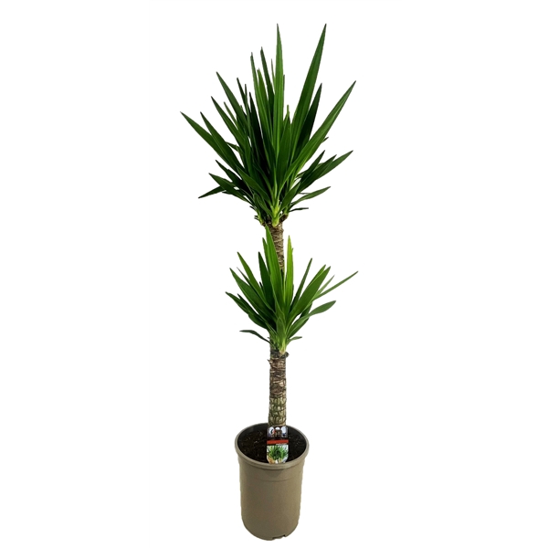 <h4>Yucca elephantipes 90-45</h4>