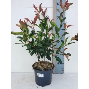 Photinia fraseri 'Dynamo Red'