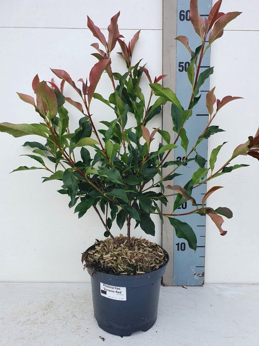 <h4>Photinia fraseri 'Dynamo Red'</h4>