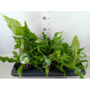 Microsorum musifolium 'Crocodyllus'