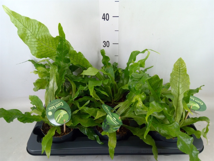 <h4>Microsorum musifolium 'Crocodyllus'</h4>