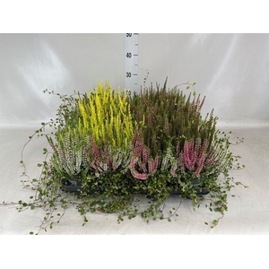 Calluna vulg.   ...