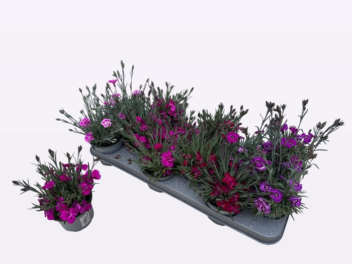 <h4>DIAN OSC GEM</h4>