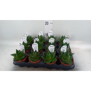 Aloe aristata 'Cosmo'