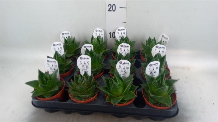 <h4>Aloe aristata 'Cosmo'</h4>