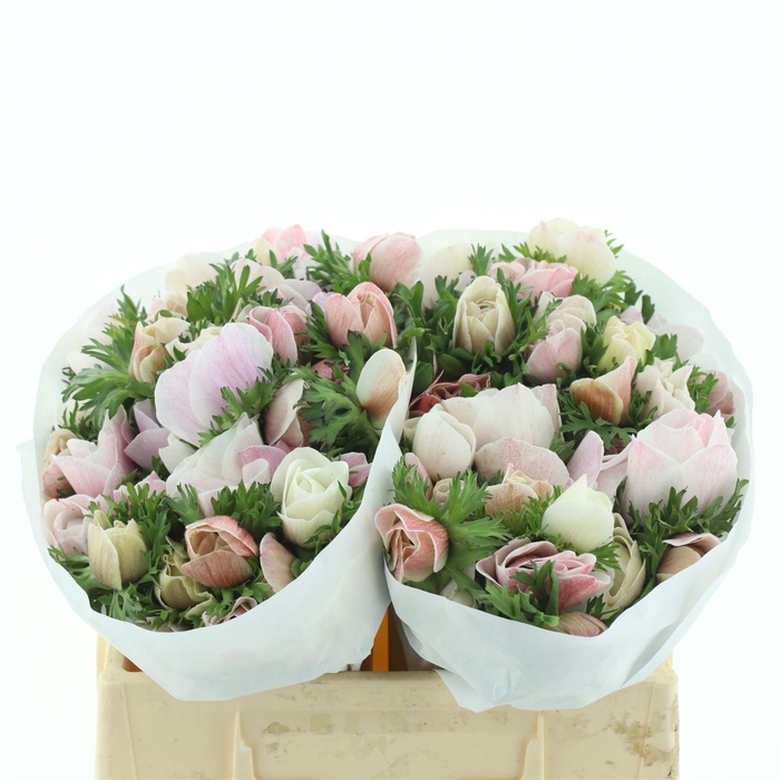 <h4>Anem Mistral White Extra</h4>