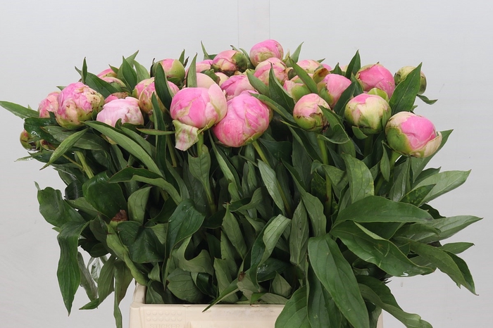 <h4>Paeonia Pink Giant</h4>