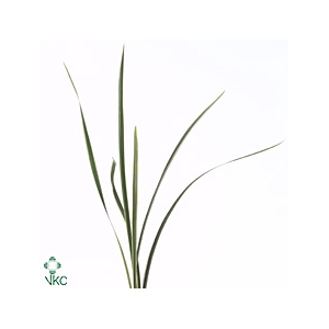 LILY GRASS VARIEGATED