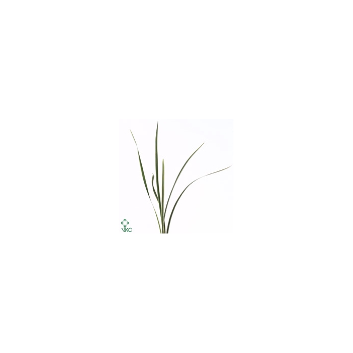 <h4>LILY GRASS VARIEGATED</h4>