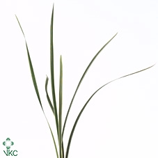 LILY GRASS VARIEGATED