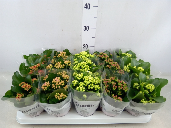 <h4>Kalanchoe blos.   ..rosebud mix  5</h4>