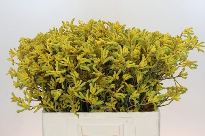 <h4>Anigozanthos Bush Down</h4>